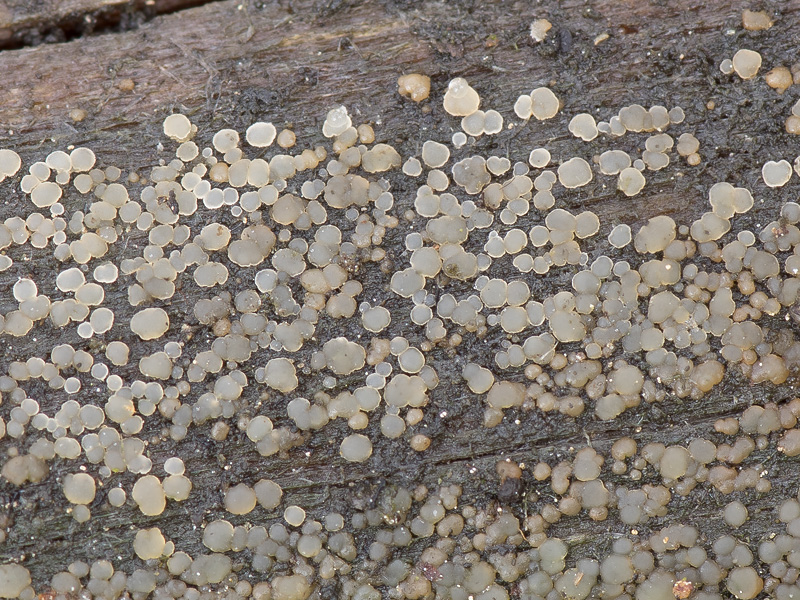 Cerinomyces neuhoffii